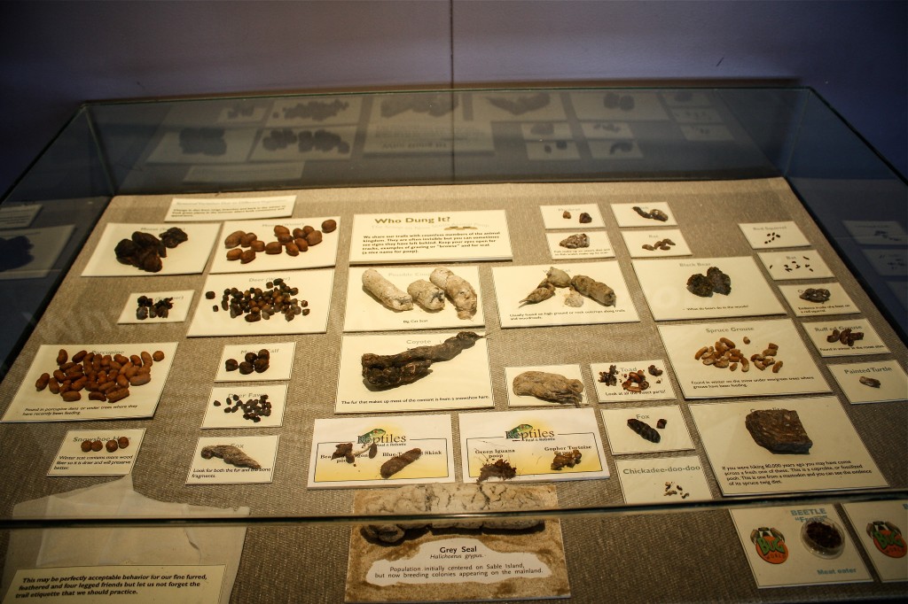 Dung Display-1